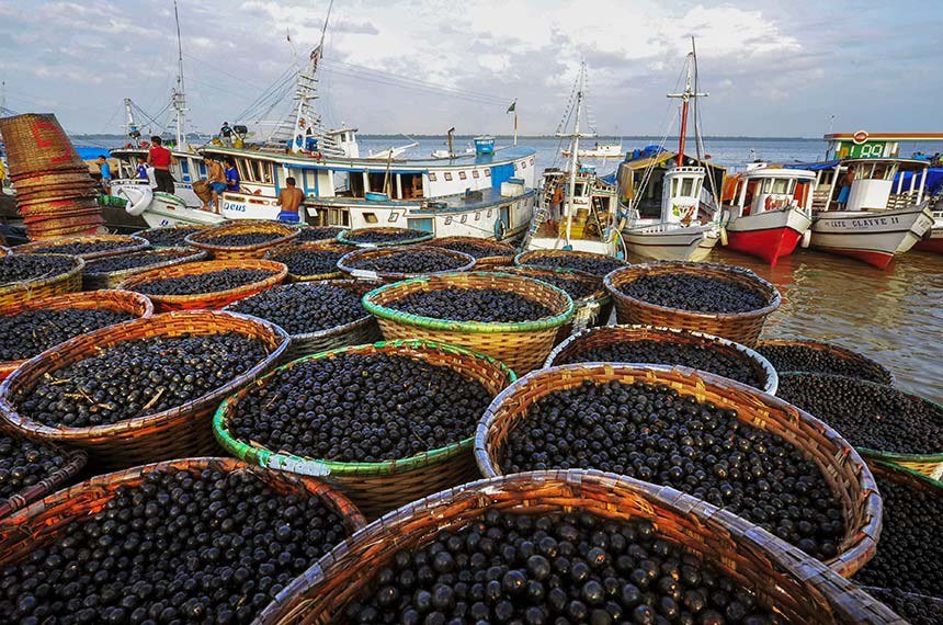 imagem_materia (8) açaí