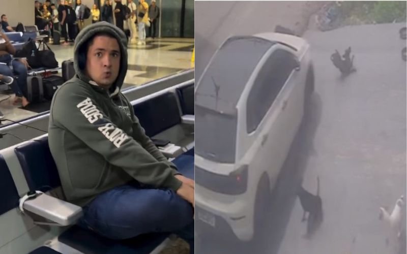 Motorista que atropelou os cães foi preso no aeroporto de Manaus - Foto: Reprodução. Motorista que atropelou os cães foi preso no aeroporto de Manaus - Foto: Reprodução.
